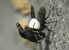 Platystoma
