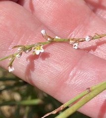 Polygonum equisetiforme
