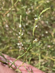 Polygonum equisetiforme