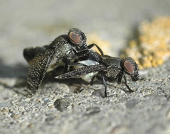 Platystoma