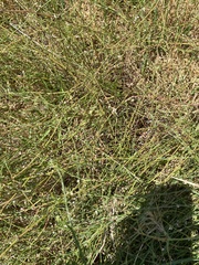 Polygonum equisetiforme