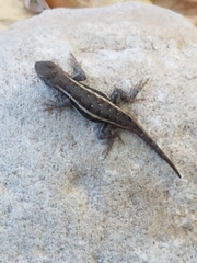 Sceloporus virgatus