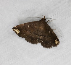 Adrapsa quadrilinealis