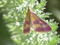 Pyrausta sanguinalis