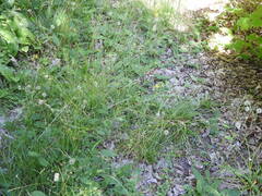 Poa saltuensis saltuensis