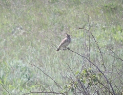 Galerida cristata