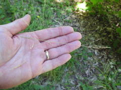 Poa saltuensis saltuensis