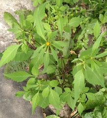 Bidens frondosa