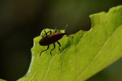 Lixus impressiventris