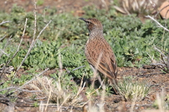 Certhilauda subcoronata