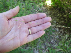Poa saltuensis saltuensis