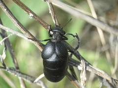 Eurymeloe