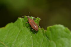 Lixus impressiventris