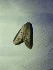 Lophoptera squammigera