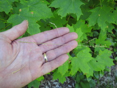 Poa saltuensis saltuensis