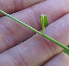 Poa saltuensis saltuensis