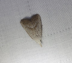 Meganola brunellus