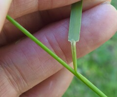Poa saltuensis saltuensis