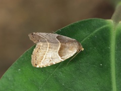 Rivula basalis