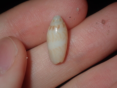 Oliva australis