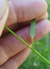 Poa saltuensis saltuensis