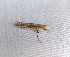 Stomphastis polygoni