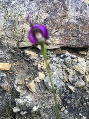 Disperis capensis