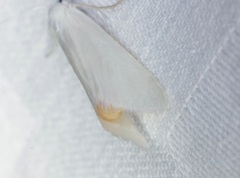 Scirpophaga praelata