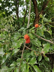 Maclura tricuspidata