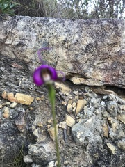 Disperis capensis