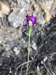 Disperis capensis