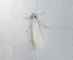 Scirpophaga praelata