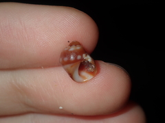 Echinolittorina australis