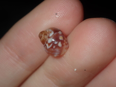 Echinolittorina australis