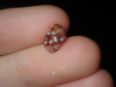 Echinolittorina australis