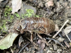 Graptopsaltria nigrofuscata