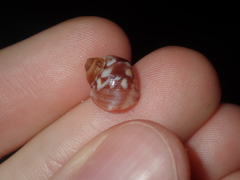 Echinolittorina australis