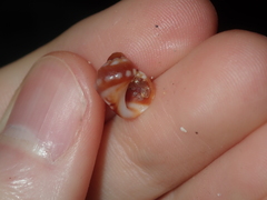 Echinolittorina australis