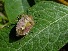 Dolycoris baccarum