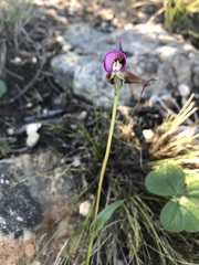 Disperis capensis