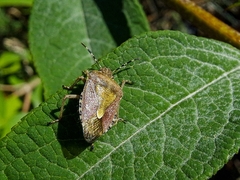 Dolycoris baccarum