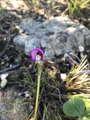 Disperis capensis
