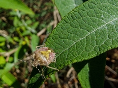 Dolycoris baccarum
