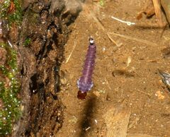 Toxorhynchites rutilus