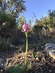 Disperis capensis