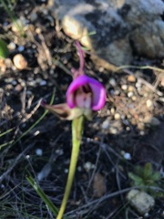 Disperis capensis