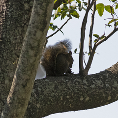 Sciurus ignitus