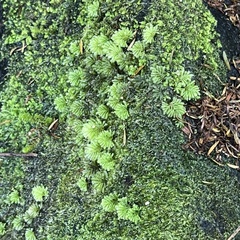 Catharomnion ciliatum