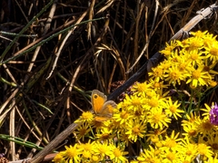 Pyronia tithonus