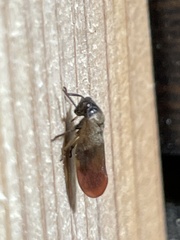Eoscarta assimilis